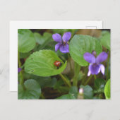 Carte Postale Ladybug sur les fleurs de violet doux (Devant / Derrière)