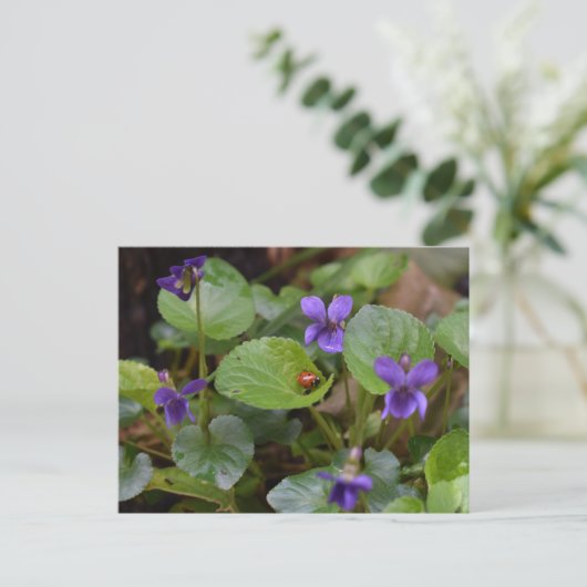 Carte Postale Ladybug sur les fleurs de violet doux (Debout devant)