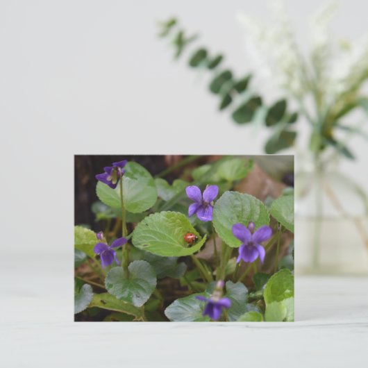 Carte Postale Ladybug sur les fleurs de violet doux (Debout devant)