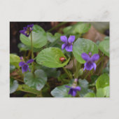 Carte Postale Ladybug sur les fleurs de violet doux (Devant)