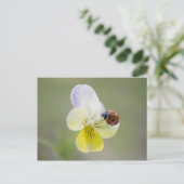 Carte Postale Ladybug sur Pansy | Biei, Hokkaido, Japon (Debout devant)