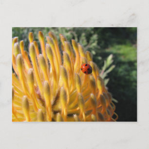 Carte Postale Ladybug sur Pincusion Protea