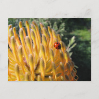 Carte Postale Ladybug sur Pincusion Protea