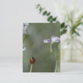 Carte Postale Ladybug sur Stem (Debout devant)