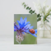 Carte Postale Ladybug sur une fleur de maïs bleue (Debout devant)