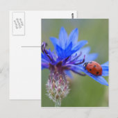 Carte Postale Ladybug sur une fleur de maïs bleue (Devant / Derrière)