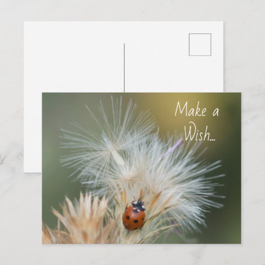 Carte postale Ladybug Wish (Devant / Derrière)
