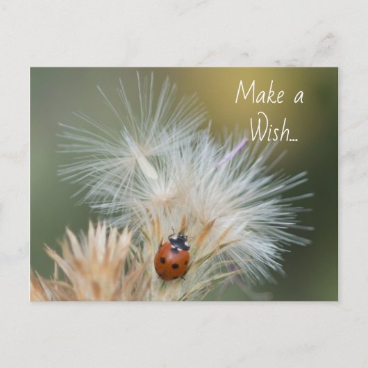 Carte postale Ladybug Wish (Devant)