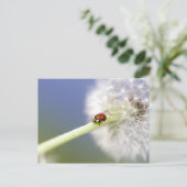 Carte Postale Ladybugs (Debout devant)