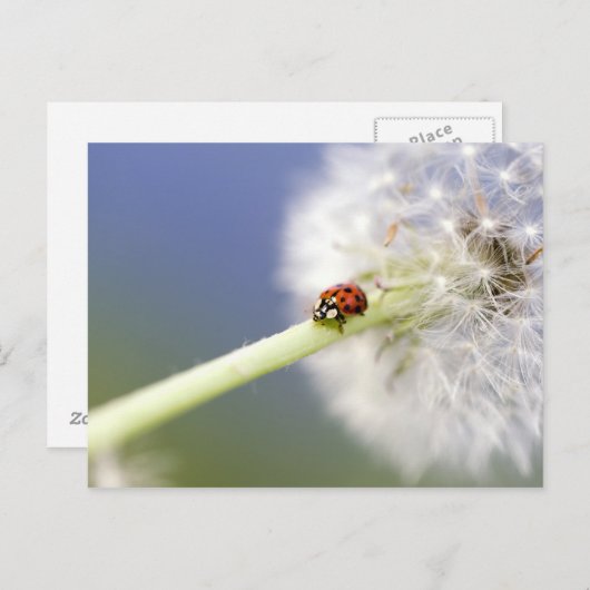 Carte Postale Ladybugs (Devant / Derrière)