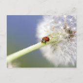 Carte Postale Ladybugs (Devant)