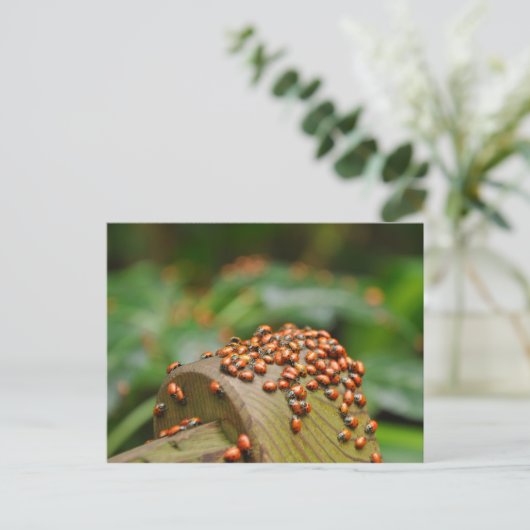 Carte Postale Ladybugs (Debout devant)