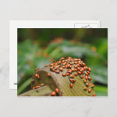 Carte Postale Ladybugs (Devant / Derrière)
