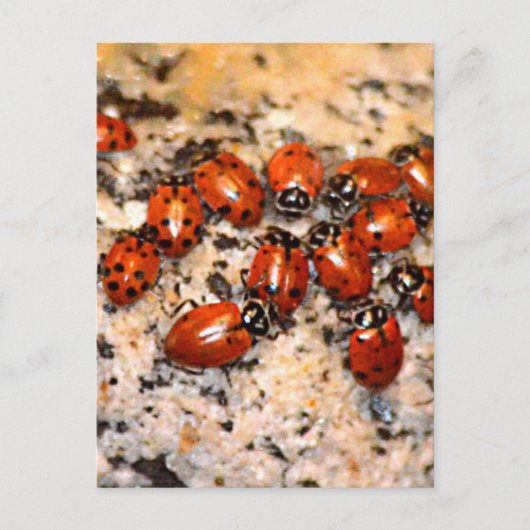 Carte Postale Ladybugs (Devant)