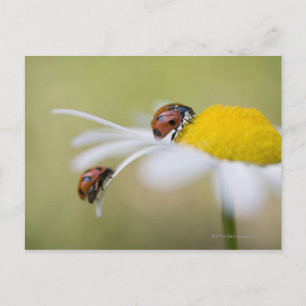 Carte Postale Ladybugs sur une marguerite à oeil oxydé, Biei, Ho