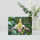 Carte postale - Ladyslipper (Debout devant)