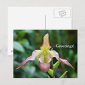 Carte postale - Ladyslipper (Devant / Derrière)