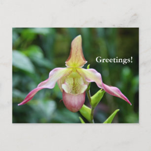 Carte postale - Ladyslipper