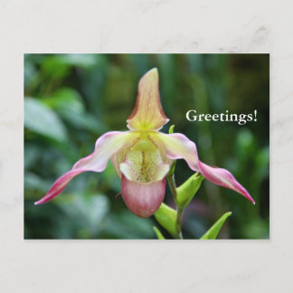 Carte postale - Ladyslipper