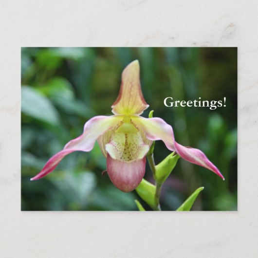 Carte postale - Ladyslipper (Devant)