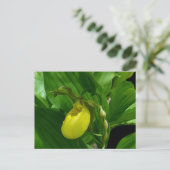 Carte Postale Ladyslipper jaune (Debout devant)