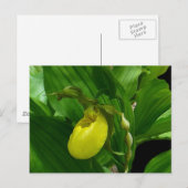 Carte Postale Ladyslipper jaune (Devant / Derrière)