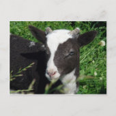 Carte Postale L'agneau d'Amy (Devant)