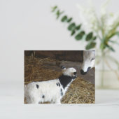 Carte Postale L'agneau du visage drôle (Debout devant)