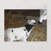 Carte Postale L'agneau du visage drôle (Devant)