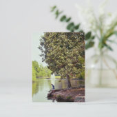 Carte Postale Lagon d'Audubon (Debout devant)