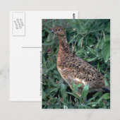 Carte Postale lagopède de saule, puis en été (Devant / Derrière)