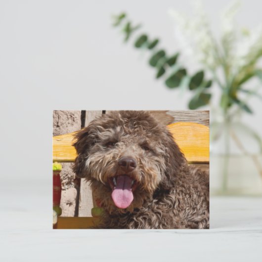 Carte Postale Lagotto Romagnolo Allongé Sur Un Banc En Bois (Debout devant)