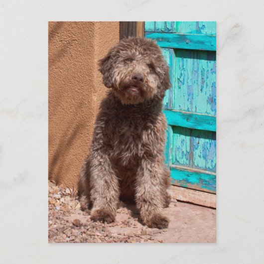 Carte Postale Lagotto Romagnolo attendant par une porte bleue (Devant)
