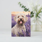 Carte Postale Lagotto Romagnolo dans le champ Lavender (Debout devant)
