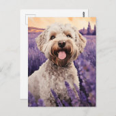 Carte Postale Lagotto Romagnolo dans le champ Lavender (Devant / Derrière)