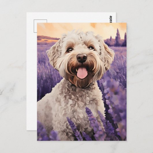 Carte Postale Lagotto Romagnolo dans le champ Lavender (Devant / Derrière)