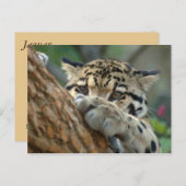 Carte Postale L'Ai-Je Obtenu ? (Devant / Derrière)