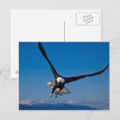 Carte Postale L'aigle américain des chauves-souris (Devant / Derrière)