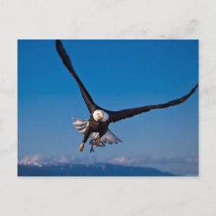 Carte Postale L'aigle américain des chauves-souris
