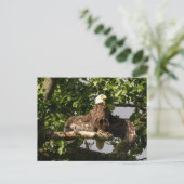 Carte Postale L'Aigle Balle, Le Flasher (Debout devant)