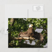 Carte Postale L'Aigle Balle, Le Flasher (Devant / Derrière)