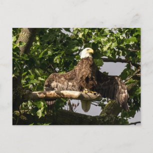 Carte Postale L'Aigle Balle, Le Flasher