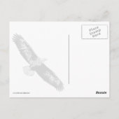Carte Postale L'aigle royal à tête blanche (Dos)