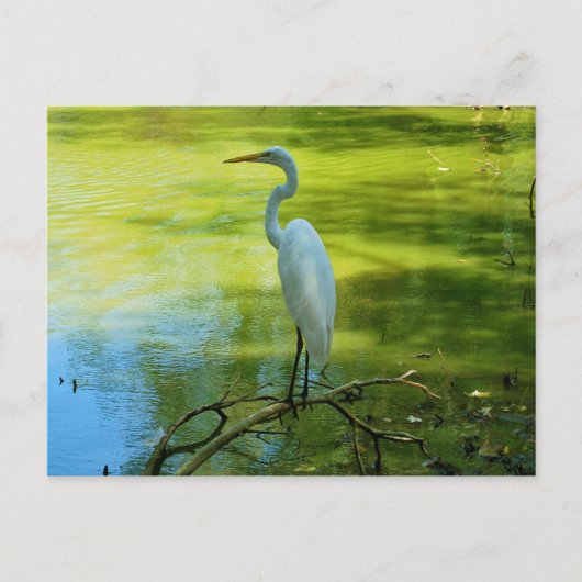 Carte Postale L'aigrette (Devant)