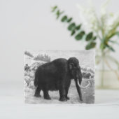 Carte Postale Laine Mammoth Mod Destiny (Debout devant)