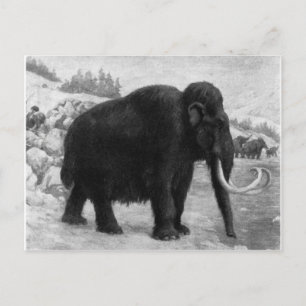 Carte Postale Laine Mammoth Mod Destiny