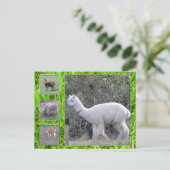 Carte postale - Laine sur pied (Debout devant)