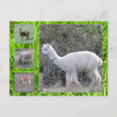 Carte postale - Laine sur pied (Devant)