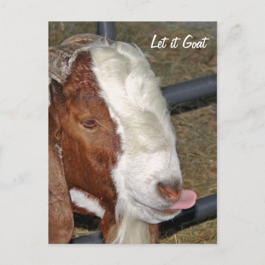 Carte Postale Laisse-le bouger, Boar Billy (Devant)
