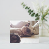 Carte Postale Laisser dormir des chatons (Debout devant)